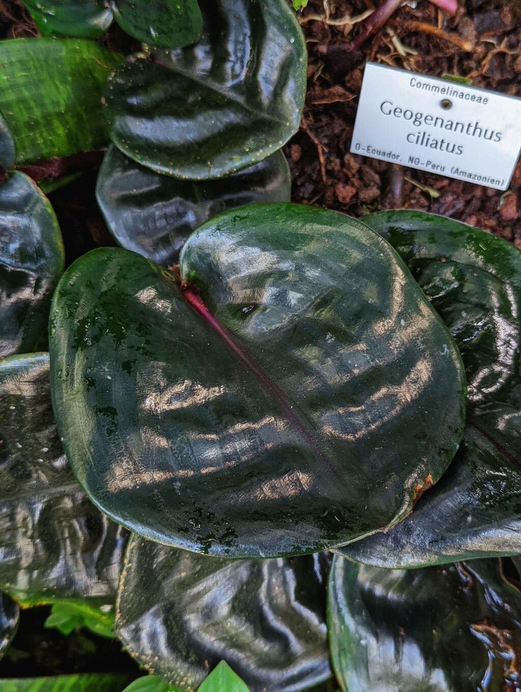 Geogenanthus ciliatus leaf