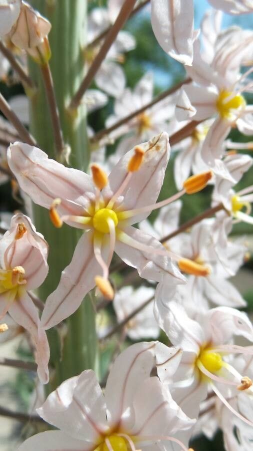 Asphodelus Cerasiferus flower