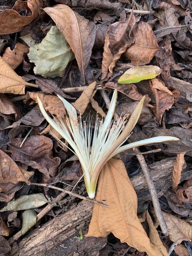 Pachira quinata flower