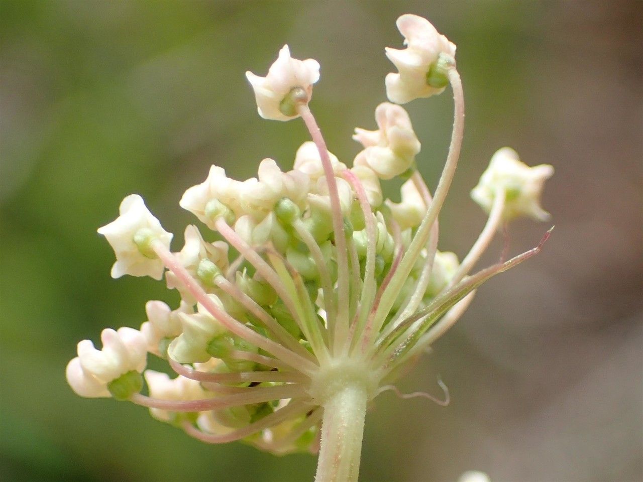 Peucedanum ostruthium flower