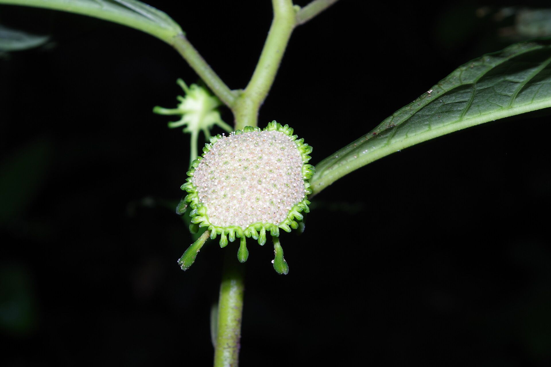 Dorstenia ciliata flower