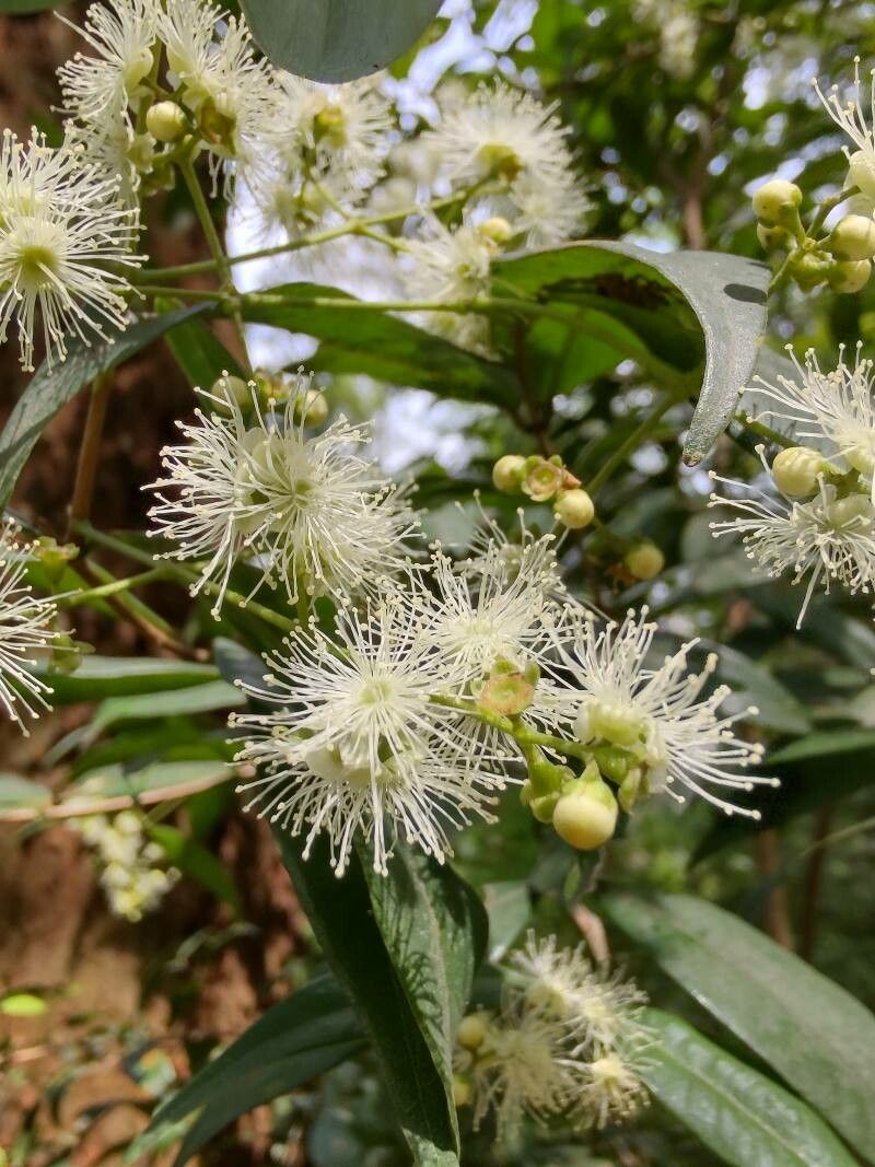 Myrcia splendens flower