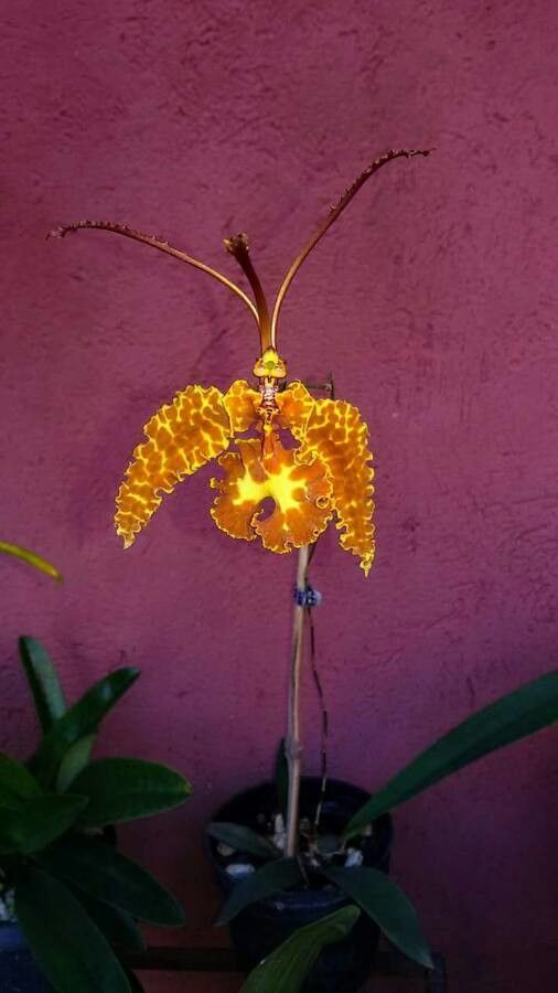 Psychopsis krameriana — related species from the same genus