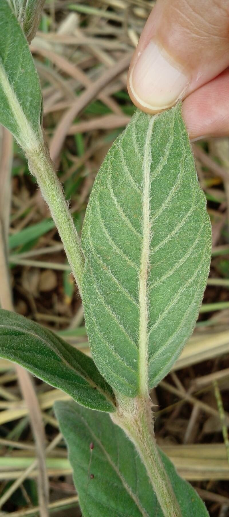 Justicia chrysotrichoma leaf