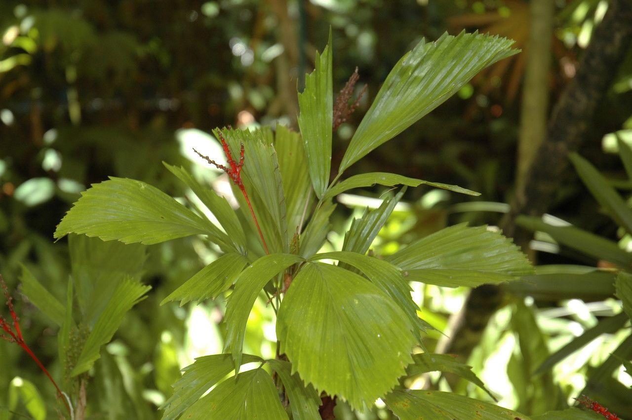 Reinhardtia simplex — related species from the same genus