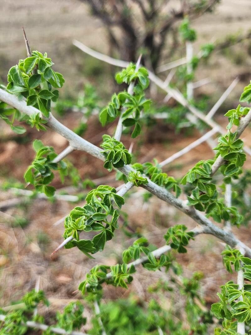 Commiphora kataf leaf