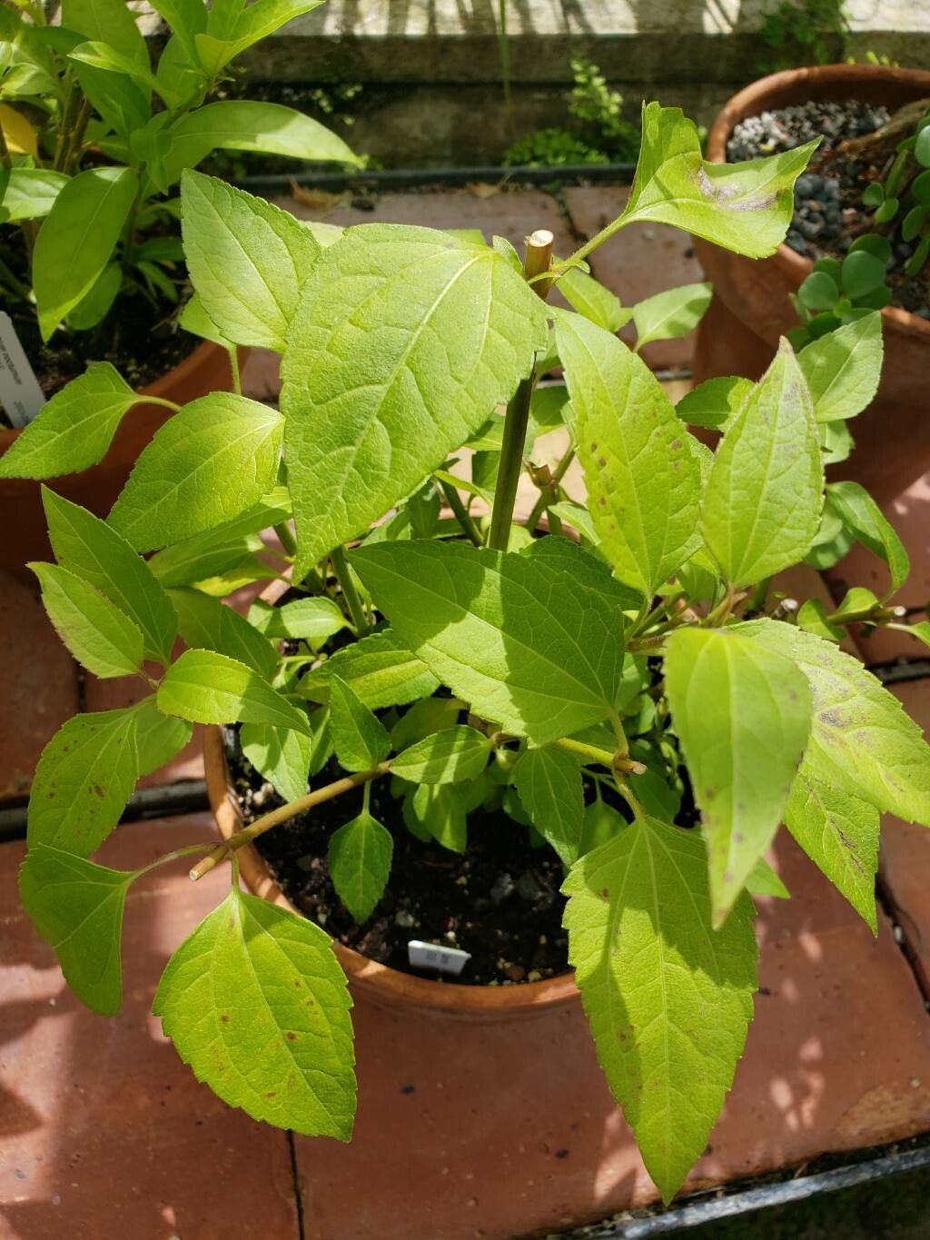 Calea ternifolia — sleep aid houseplant