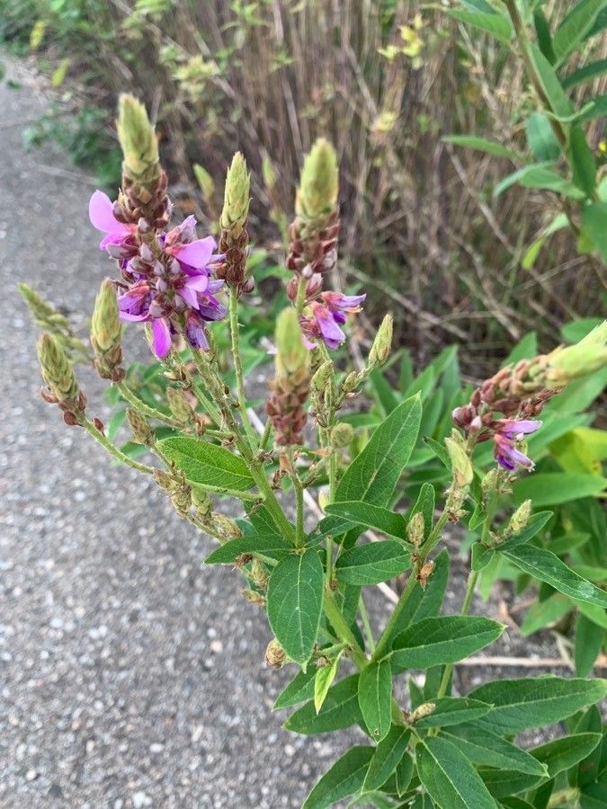 Desmodium canadense flower