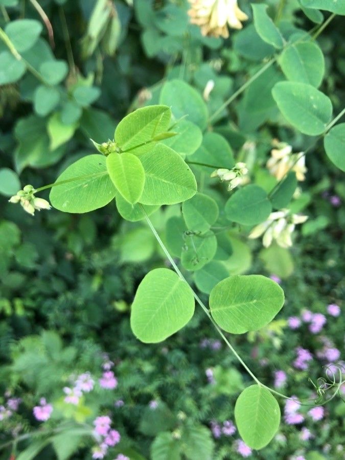 Vicia pisiformis — search result for 'Vicia'