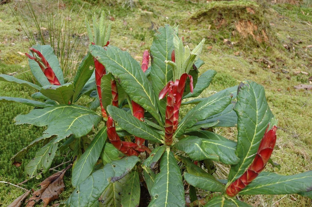 Rhododendron protistum habit