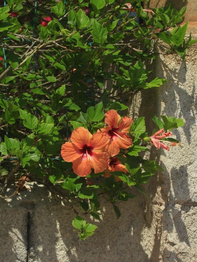 Hibiscus spp. flower