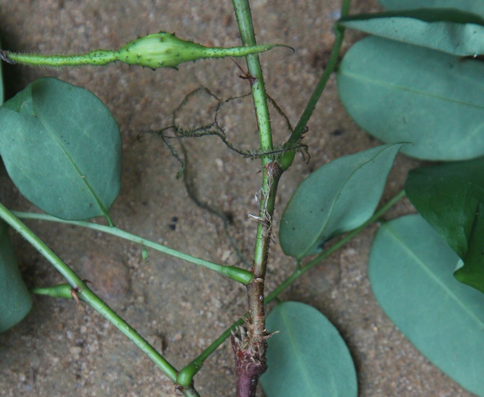 Ormocarpum megalophyllum — related species from the same genus