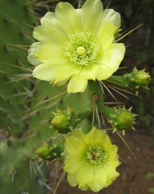 Opuntia caracassana flower