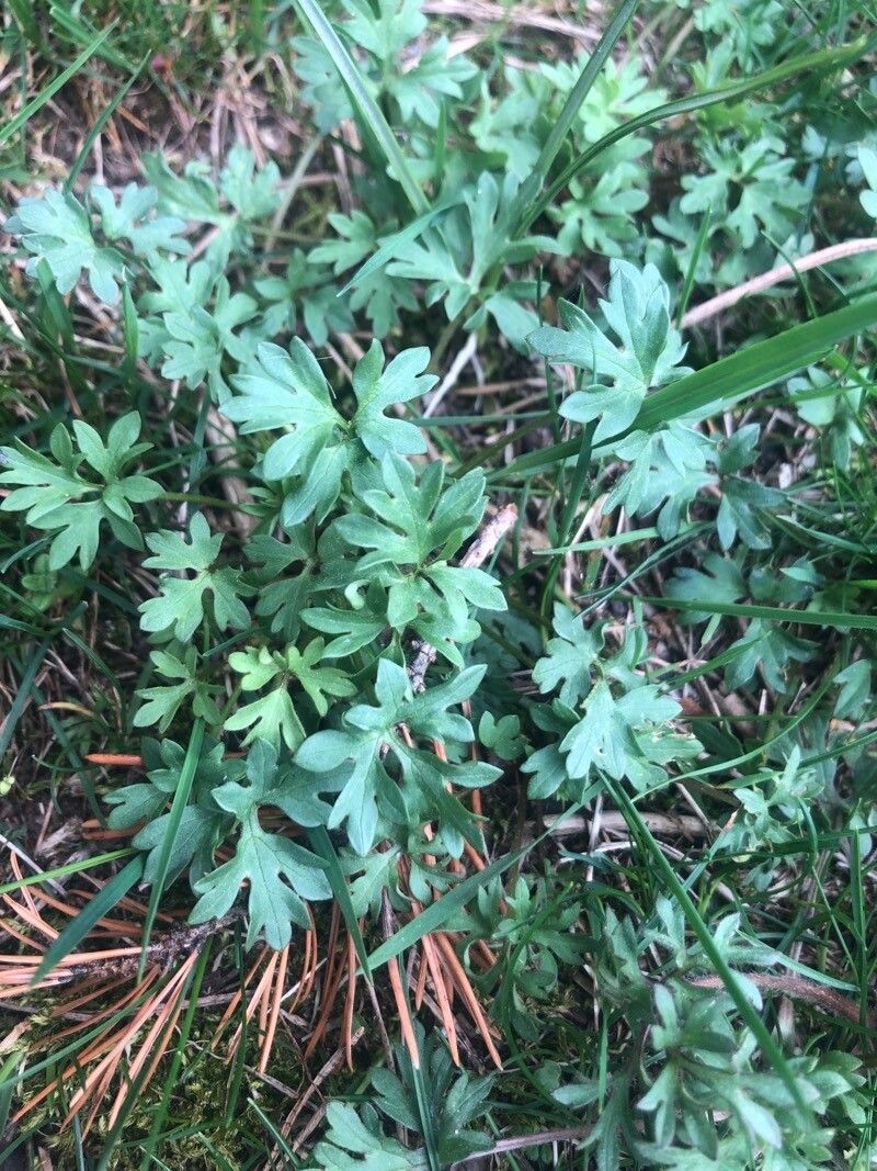 Ranunculus ollissiponensis — search result for 'Ranunculus'