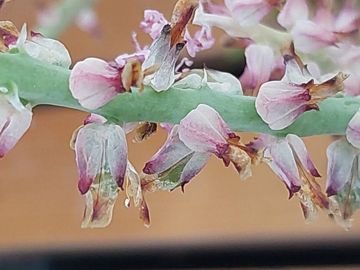 Lachenalia mutabilis flower