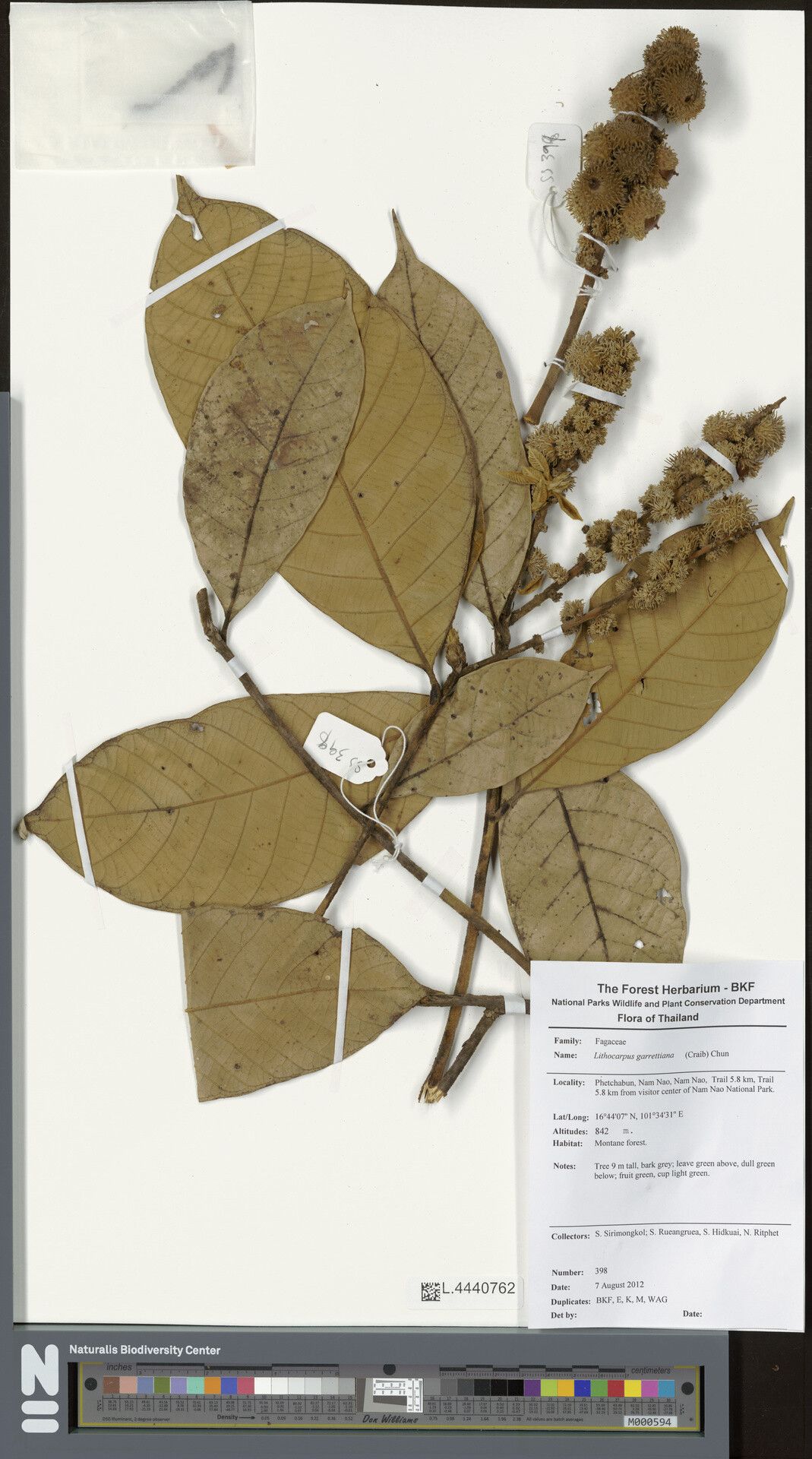 Lithocarpus garrettianus — houseplant care guide