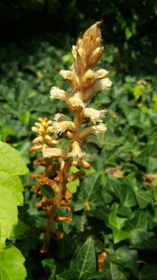 Orobanche minor flower