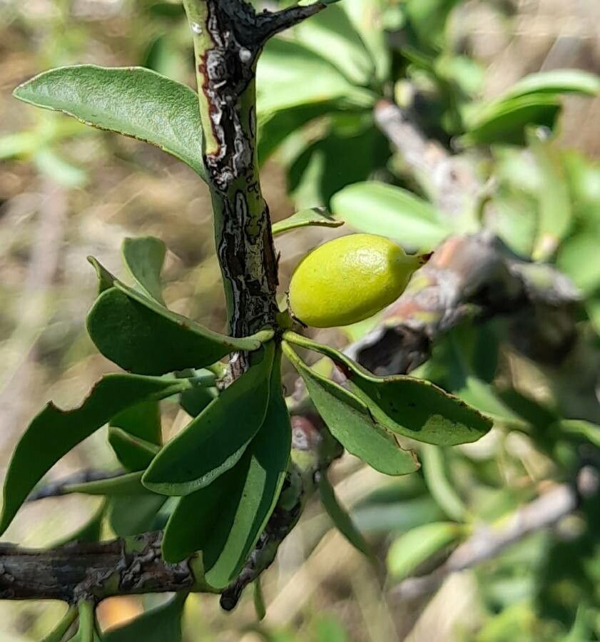 Maytenus spinosa fruit