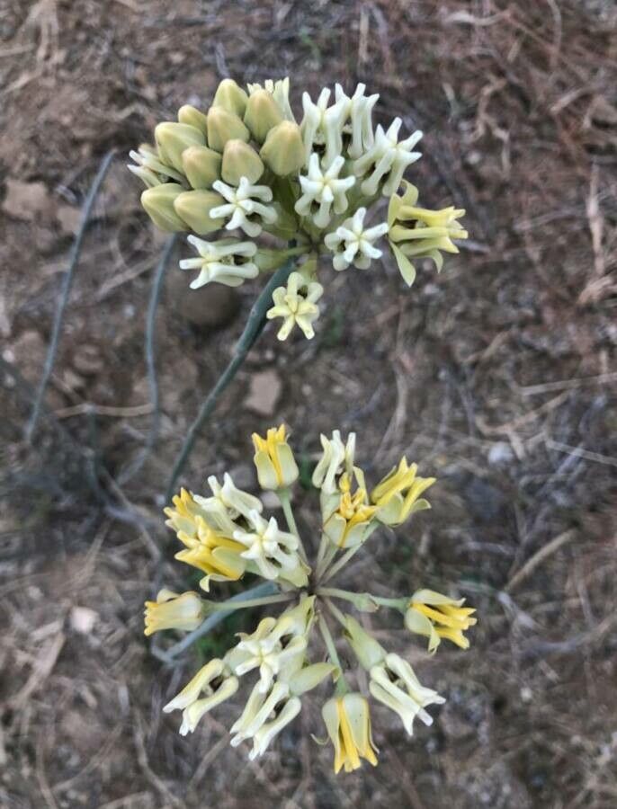 Asclepias subulata flower