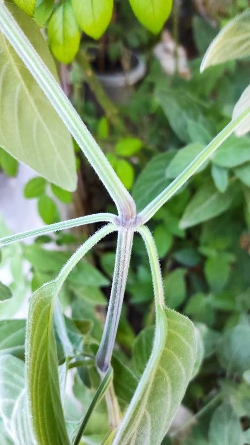 Dicliptera sericea bark