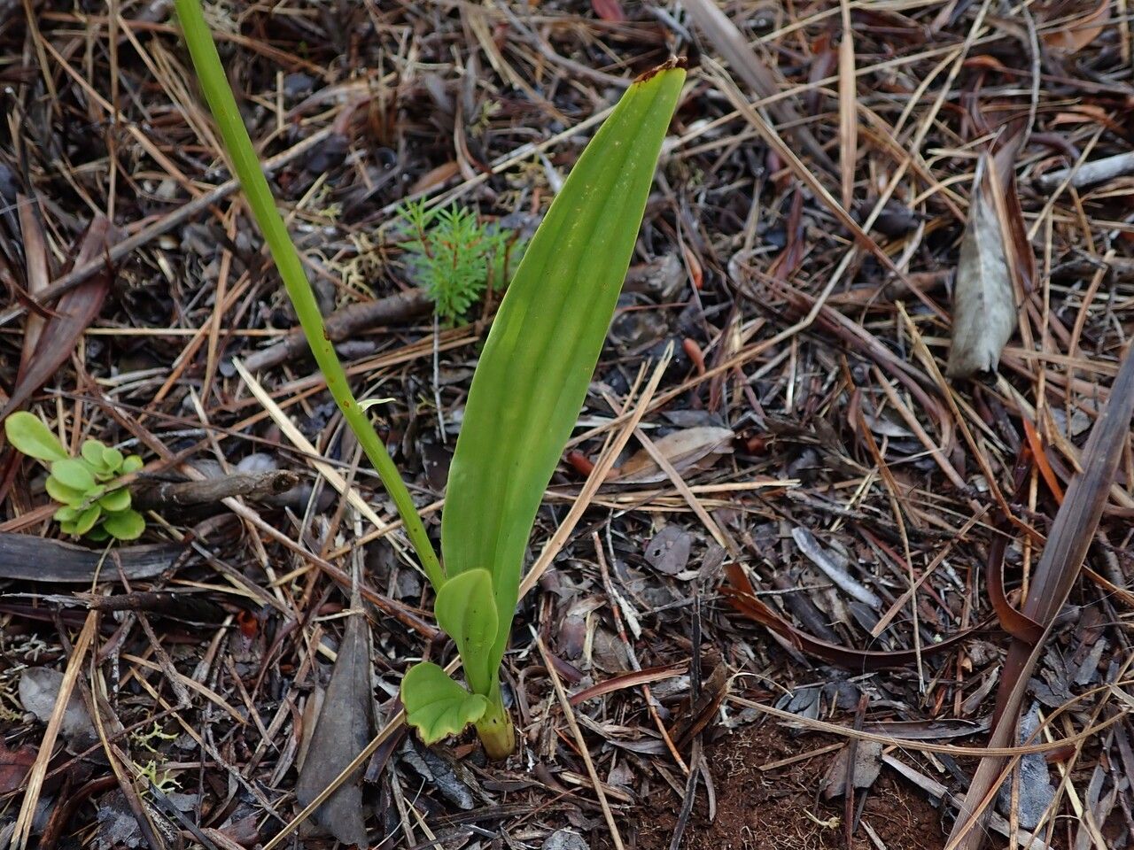 Liparis disepala — houseplant care guide