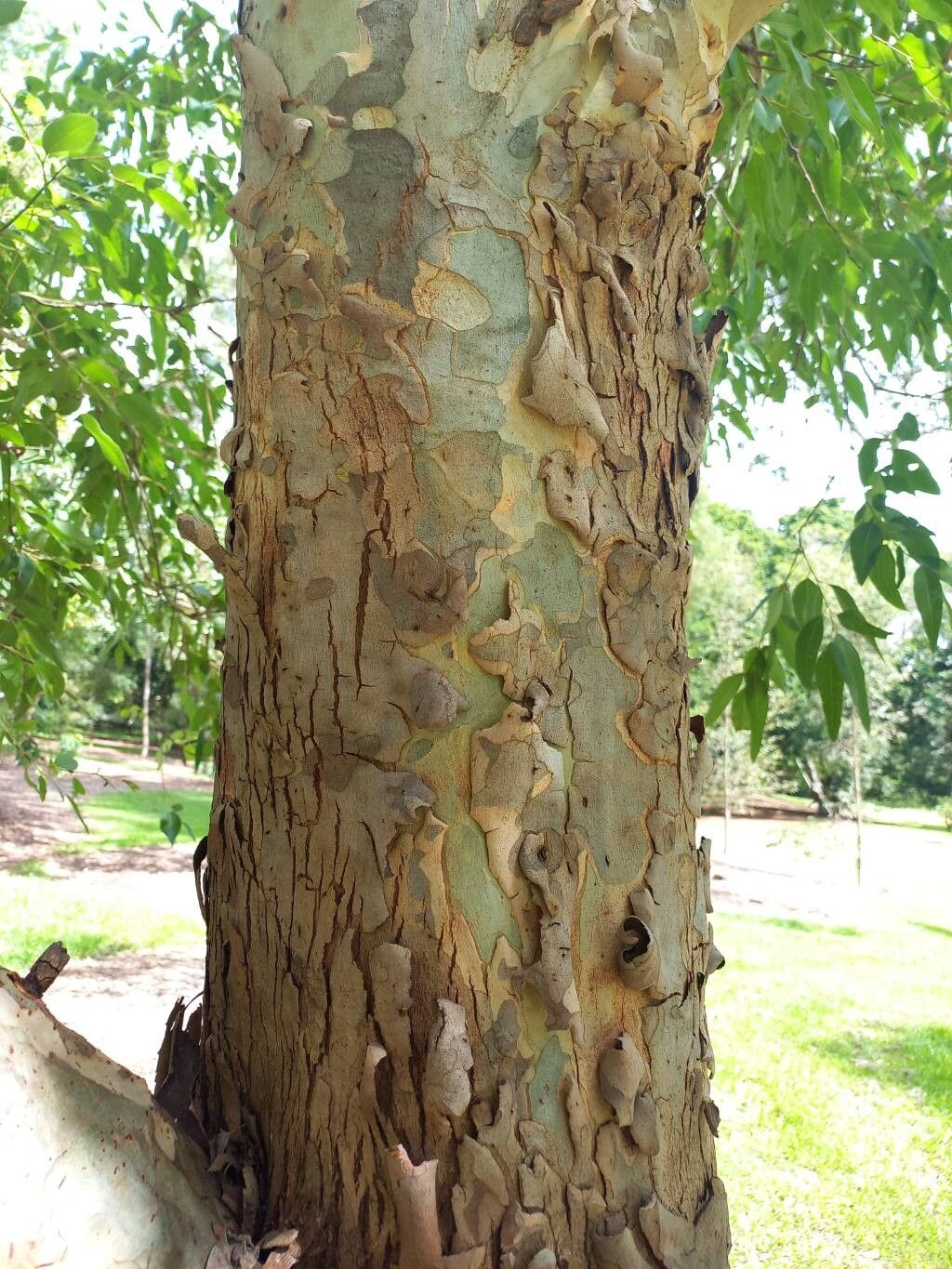 Eucalyptus raveretiana bark