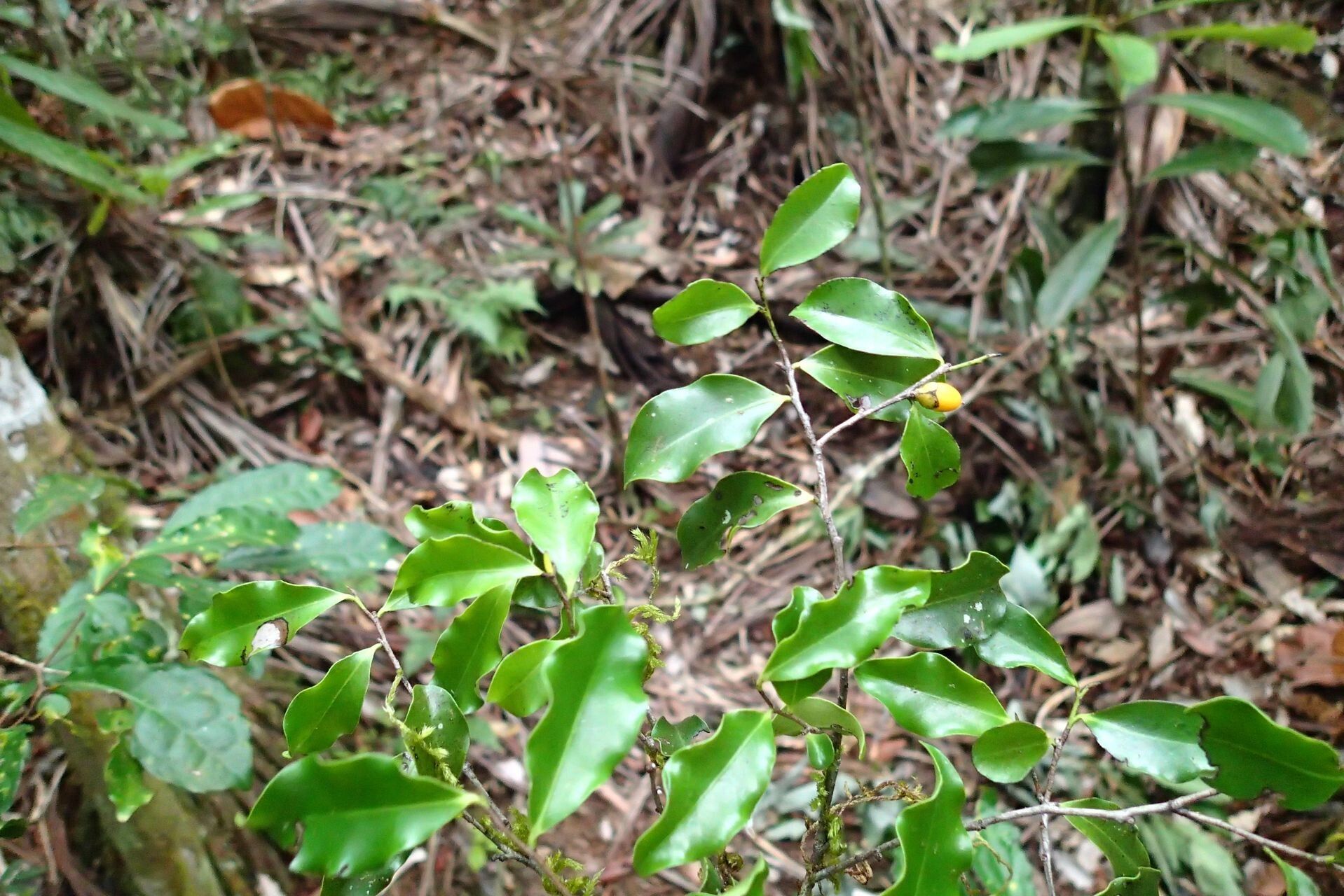 Diospyros flavocarpa — houseplant care guide