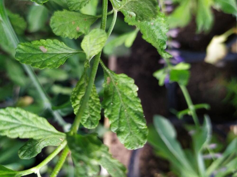 Salvia scrophulariifolia — houseplant care guide