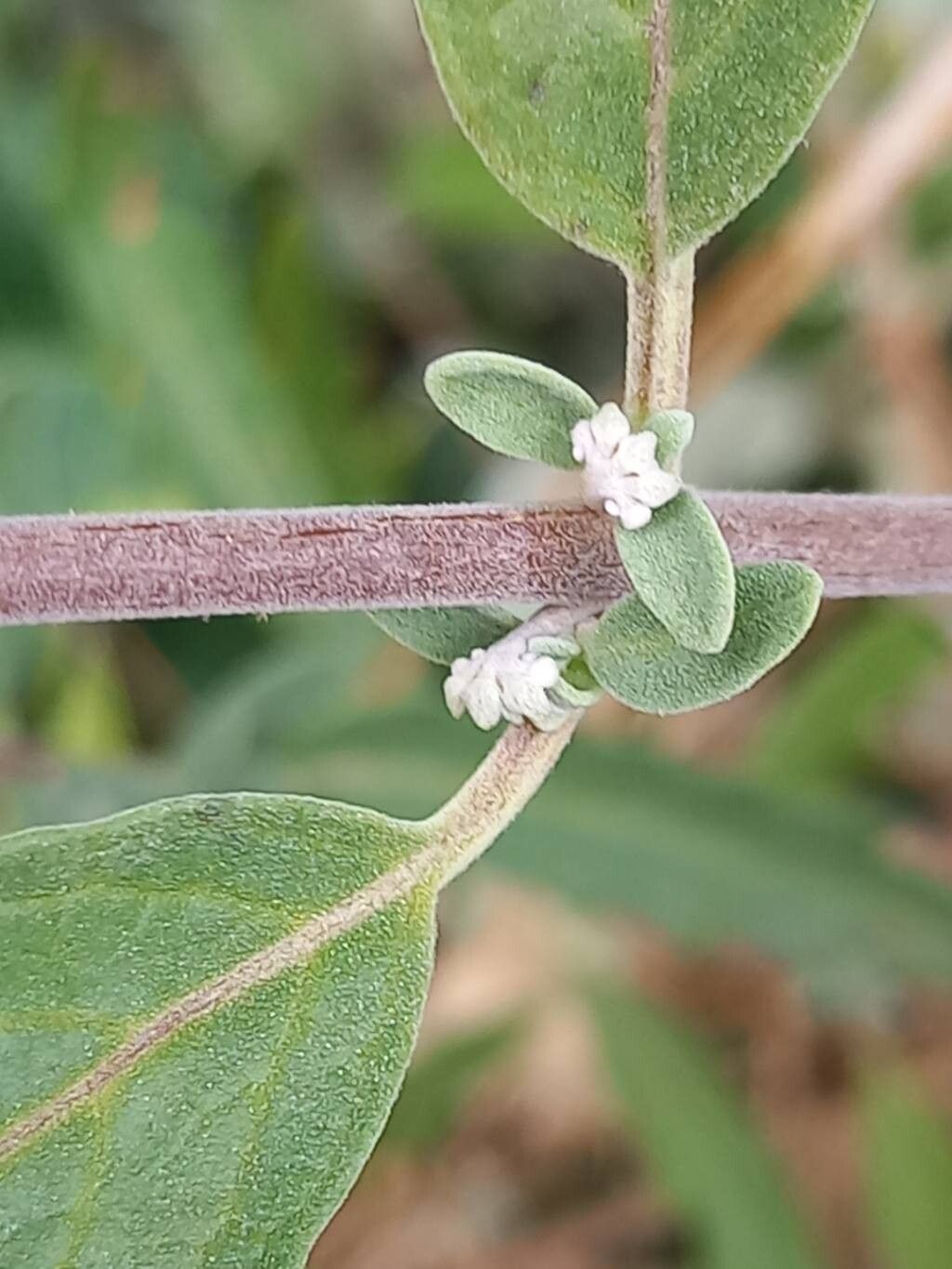 Caryopteris × clandonensis bark