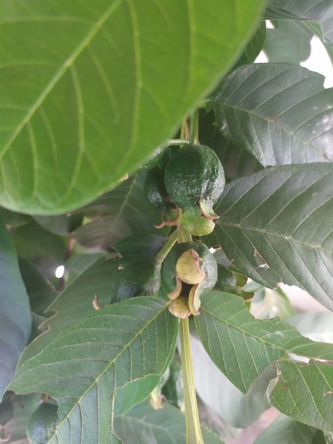 Combretum woodii fruit