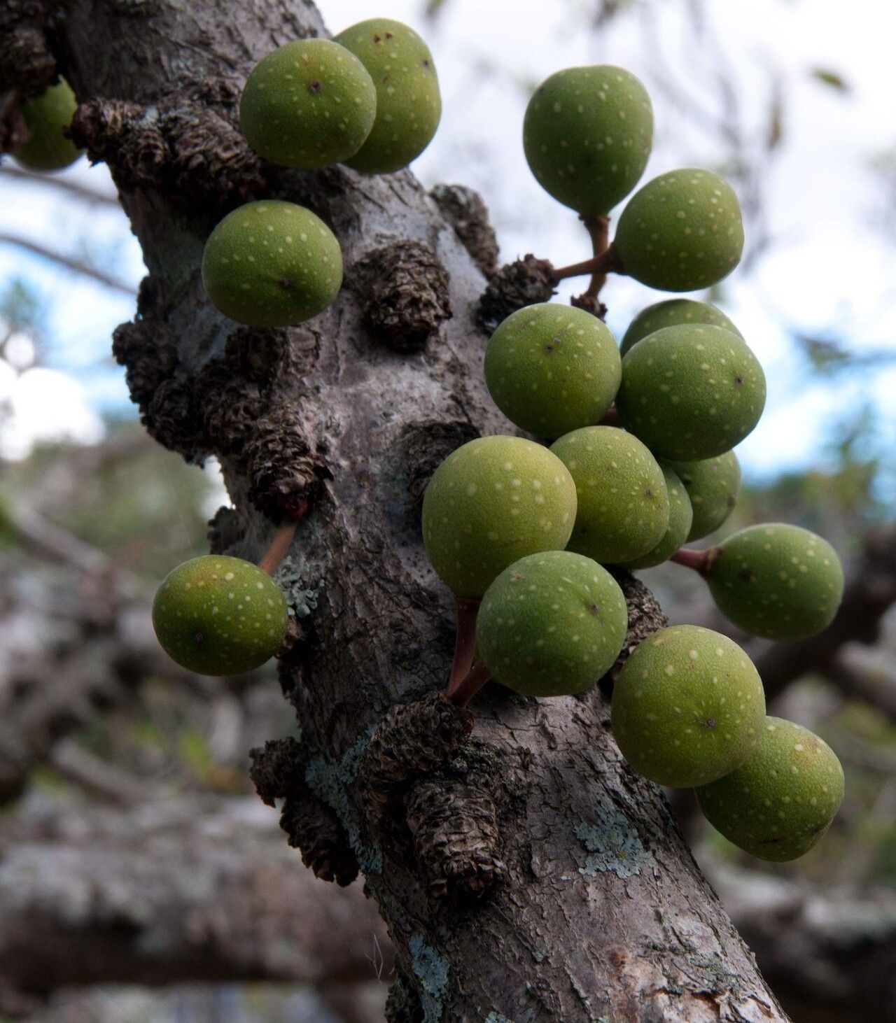 Ficus tremula fruit