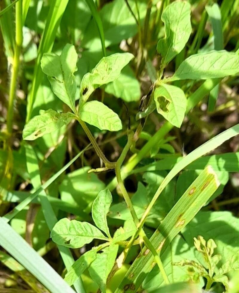 Distimake cissoides — related species from the same genus