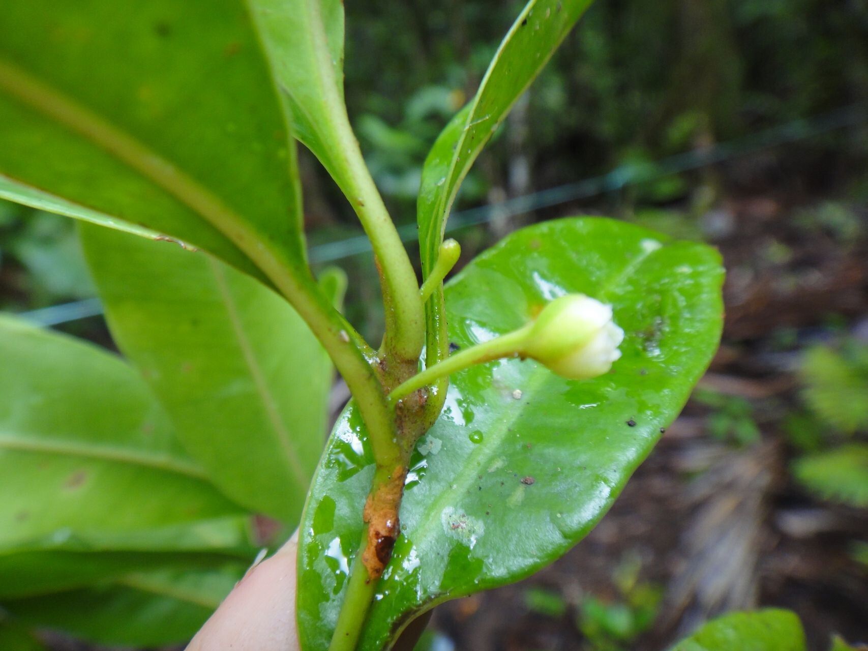 Planchonella mandjeliana — houseplant care guide