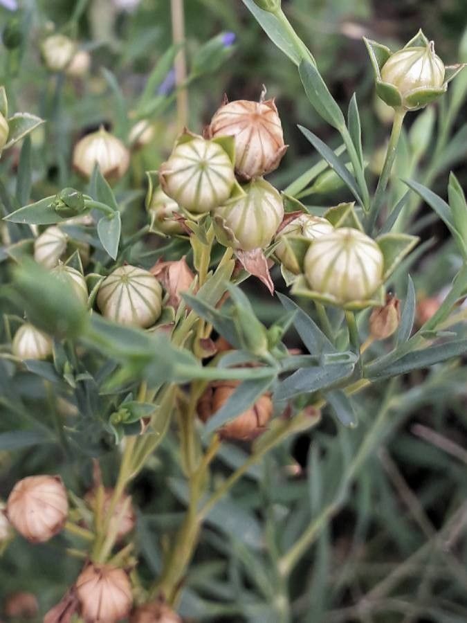 Linum usitatissimum fruit