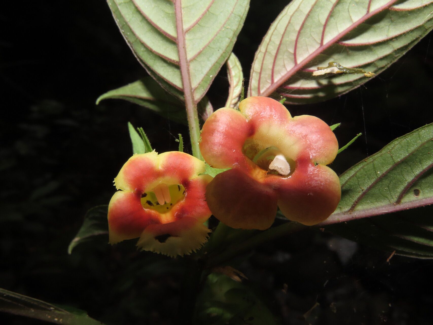 Drymonia warszewicziana flower