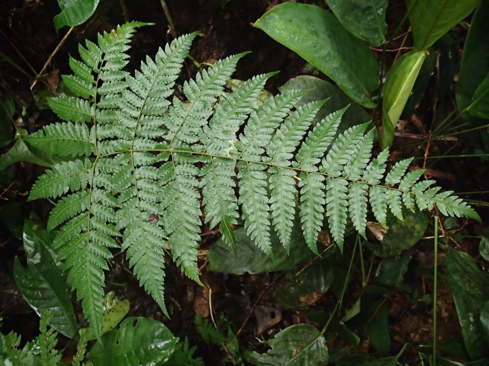 Parapolystichum currorii — houseplant care guide