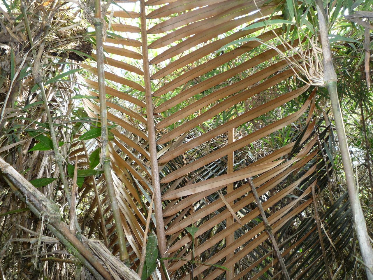 Ceroxylon parvifrons — houseplant care guide