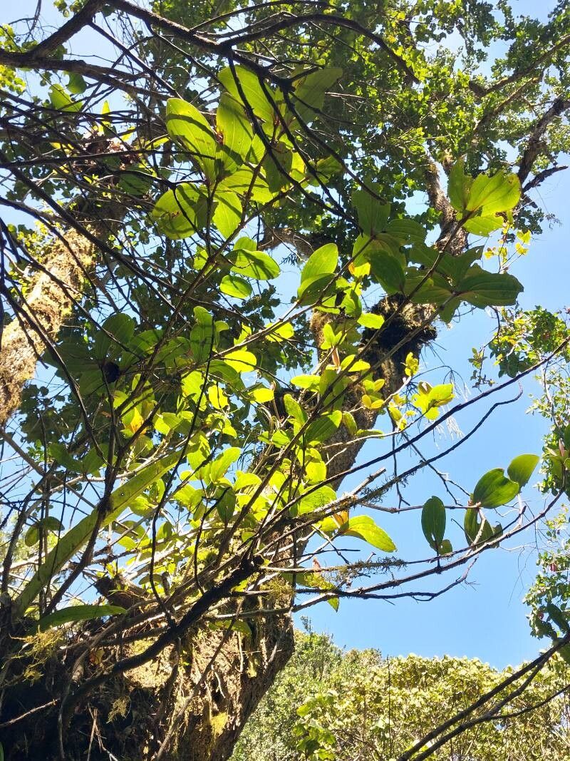 Medinilla humbertiana habit