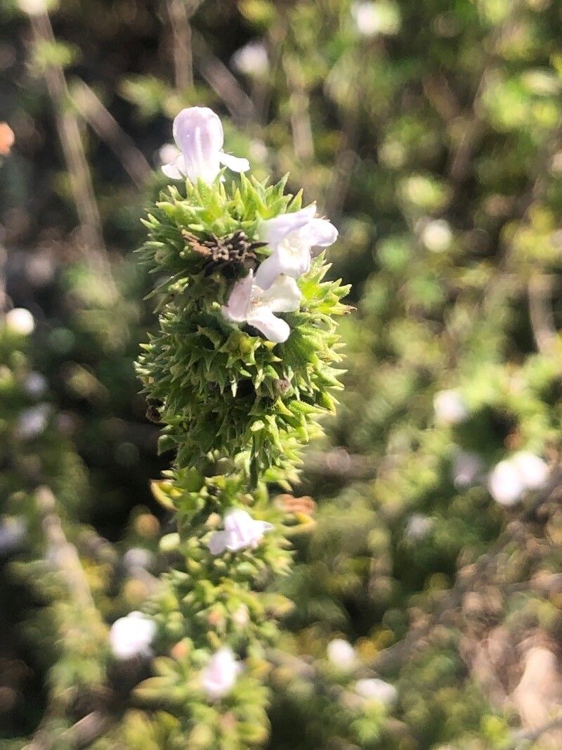 Satureja intricata flower