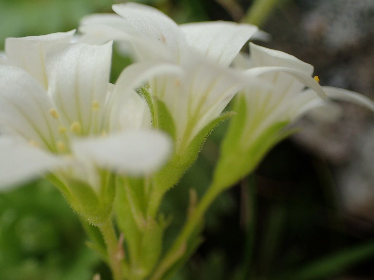 Saxifraga pedemontana flower