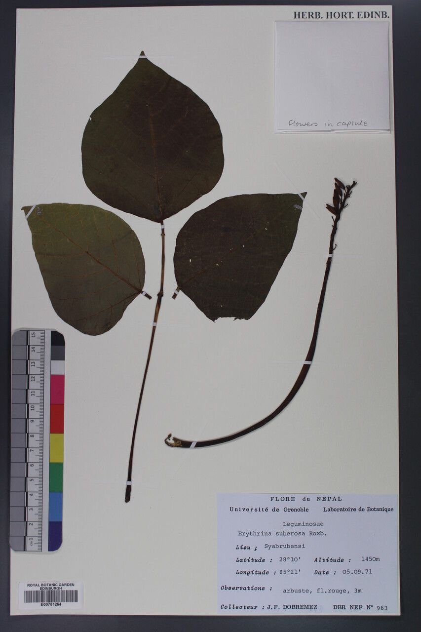 Erythrina suberosa other