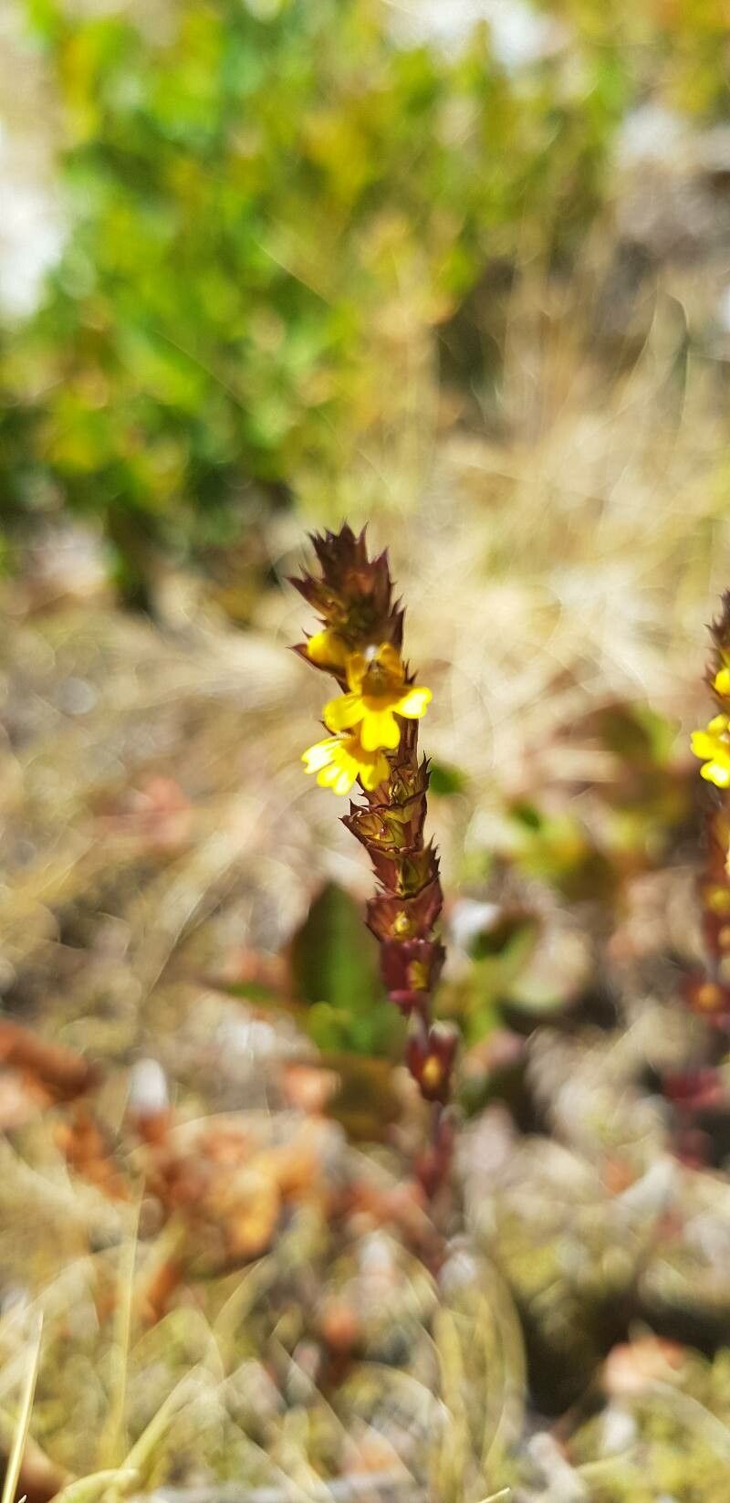 Euphrasia minima flower