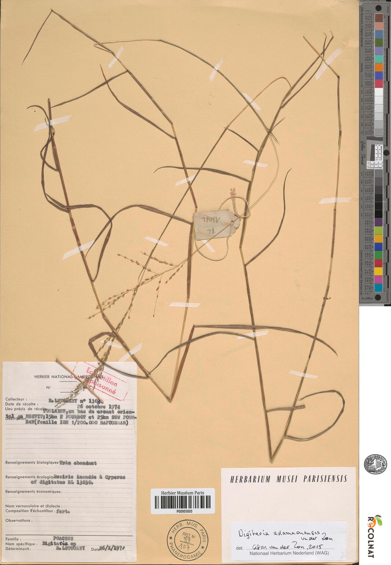 Digitaria adamaouensis — related species from the same genus