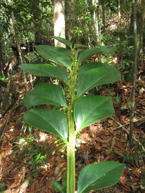 Phyllanthus cherrieri habit