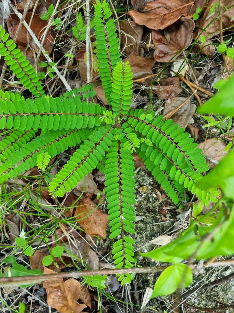 Alvaradoa amorphoides — houseplant care guide