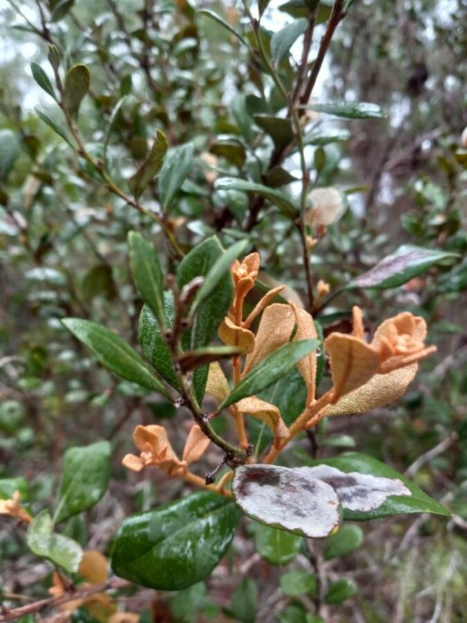 Lyonia ferruginea flower