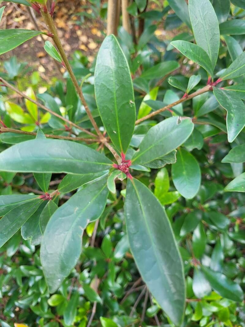 Ternstroemia gymnanthera leaf