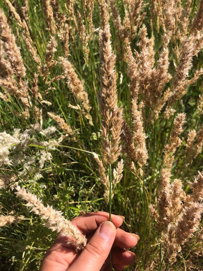 Poa arachnifera flower