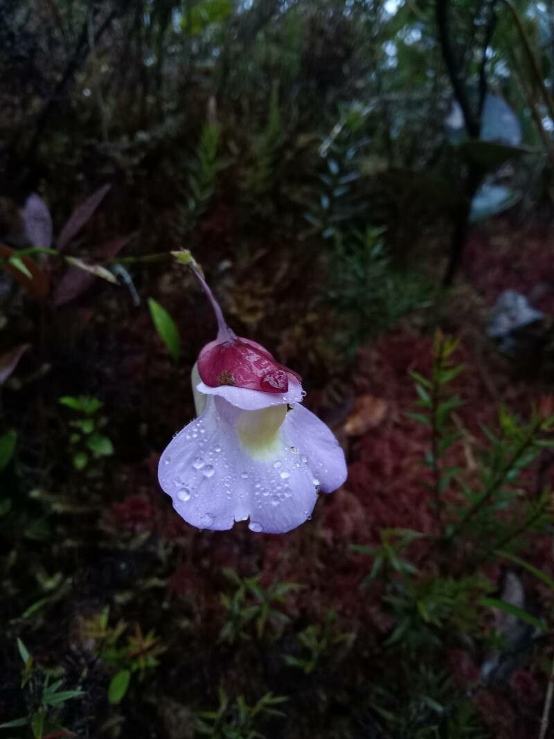 Utricularia endresii — search result for 'Utricularia'