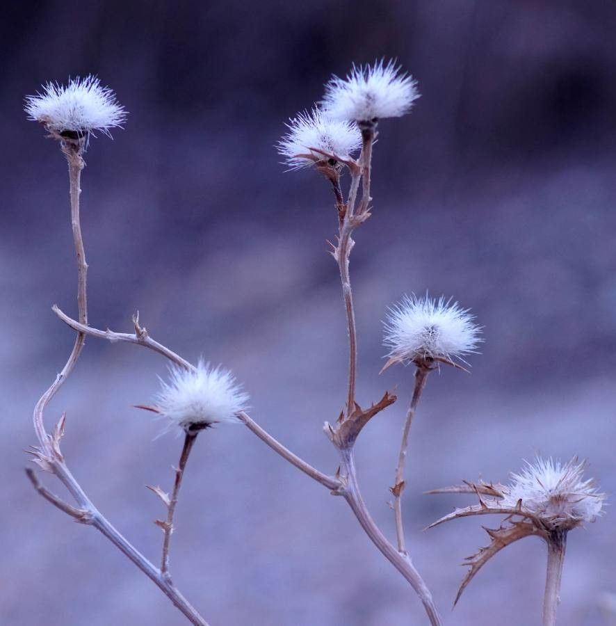 Centaurea melitensis fruit